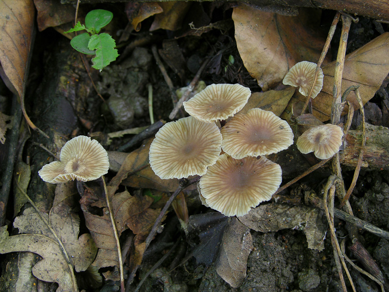 Funghi di oggi.